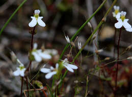 Image de Stylidium perpusillum Hook. fil.