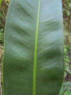 Image of Anthurium gaudichaudianum Kunth