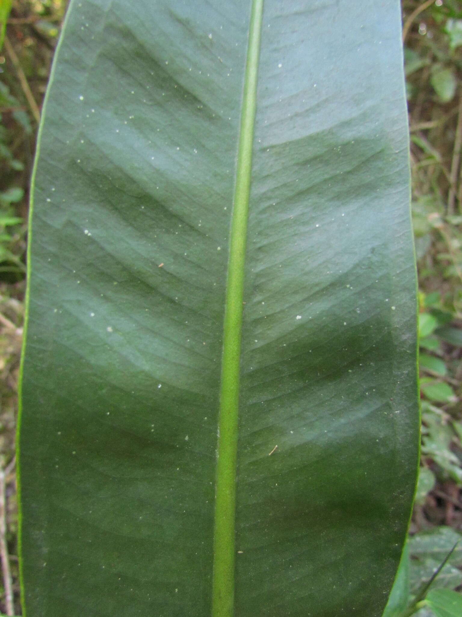 Plancia ëd Anthurium gaudichaudianum Kunth