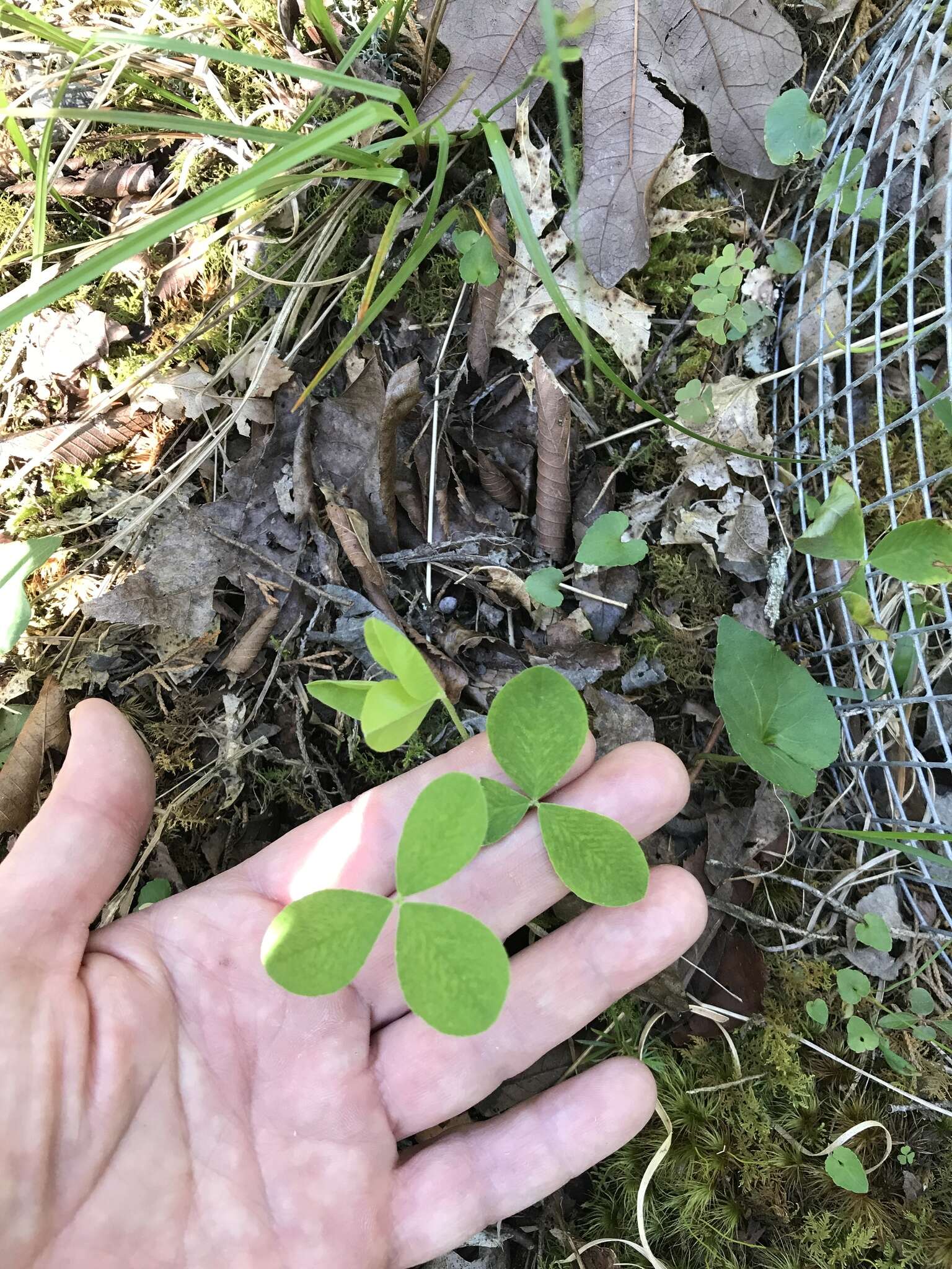 Слика од Trifolium calcaricum J. L. Collins & Wieboldt