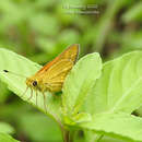 Taractrocera ina Waterhouse 1932 resmi