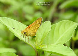 Image of Taractrocera ina Waterhouse 1932