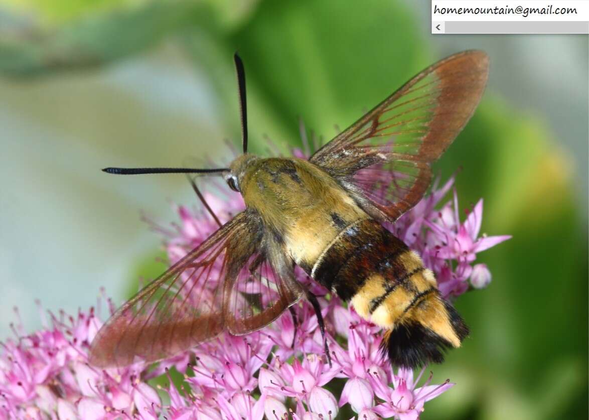 Imagem de Hemaris affinis (Bremer 1861)