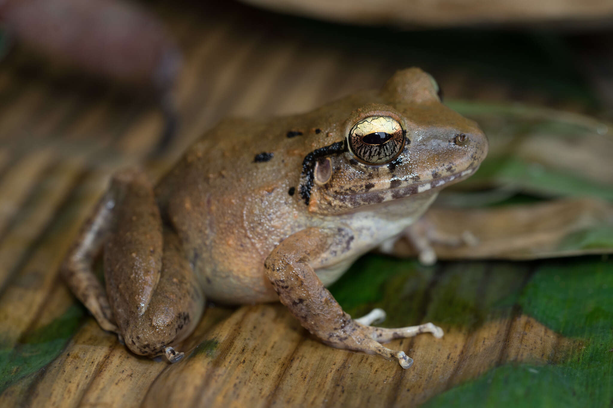 Image of Robber frog