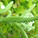 صورة Achillea millefolium var. borealis (Bong.) Farw.