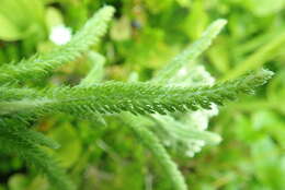 Image of boreal yarrow