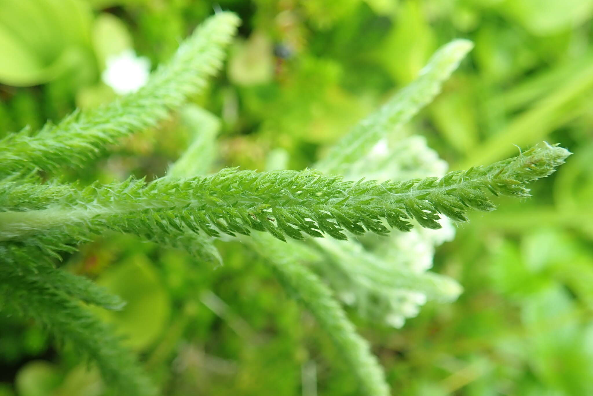 صورة Achillea millefolium var. borealis (Bong.) Farw.