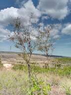 Acridocarpus excelsus A. Juss.的图像