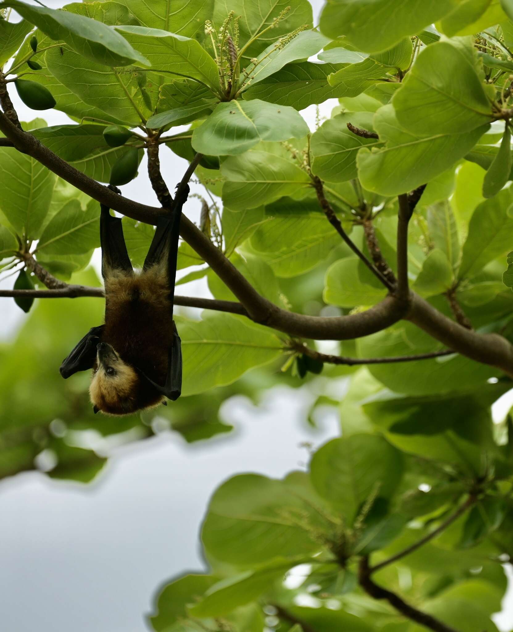 Image of Greater Mascarene Flying Fox