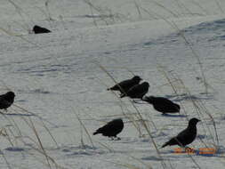 Image of Black Lark