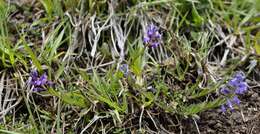 Sivun Polygala vulgaris subsp. vulgaris kuva