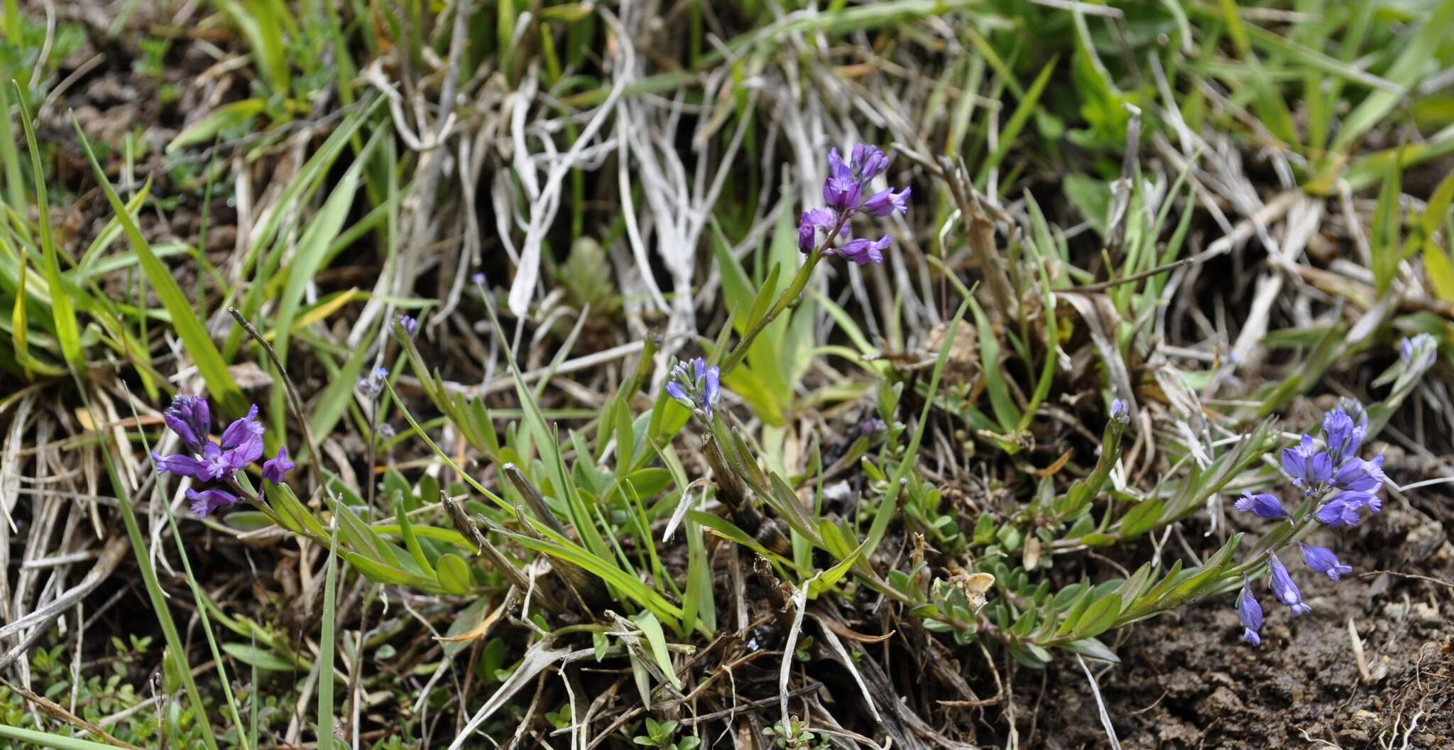 صورة Polygala vulgaris subsp. vulgaris