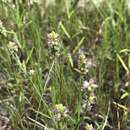 Image of Nuttall's milkwort