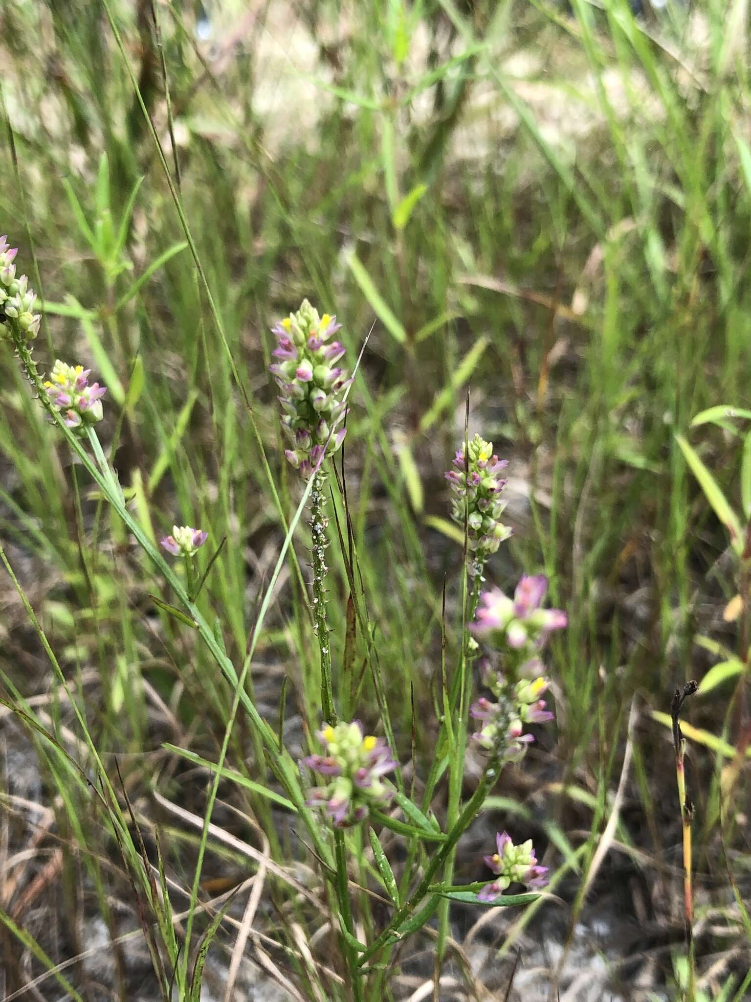 Image of Nuttall's milkwort