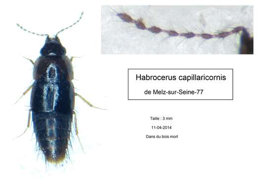 Habrocerus capillaricornis (Gravenhorst 1806) resmi