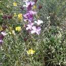 Image of Erysimum linifolium (Pers.) J. Gay