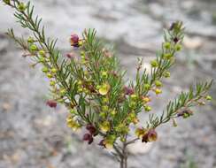 Image of sweet boronia