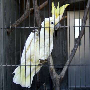 Cacatua sulphurea (Gmelin & JF 1788) resmi