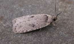 Image of Agonopterix argillacea Walsingham 1881