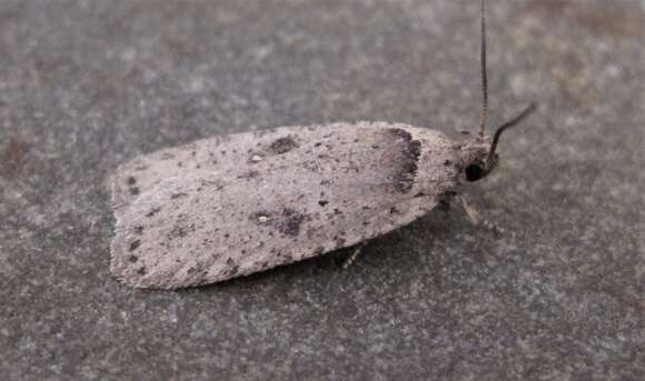 Image de Agonopterix argillacea Walsingham 1881