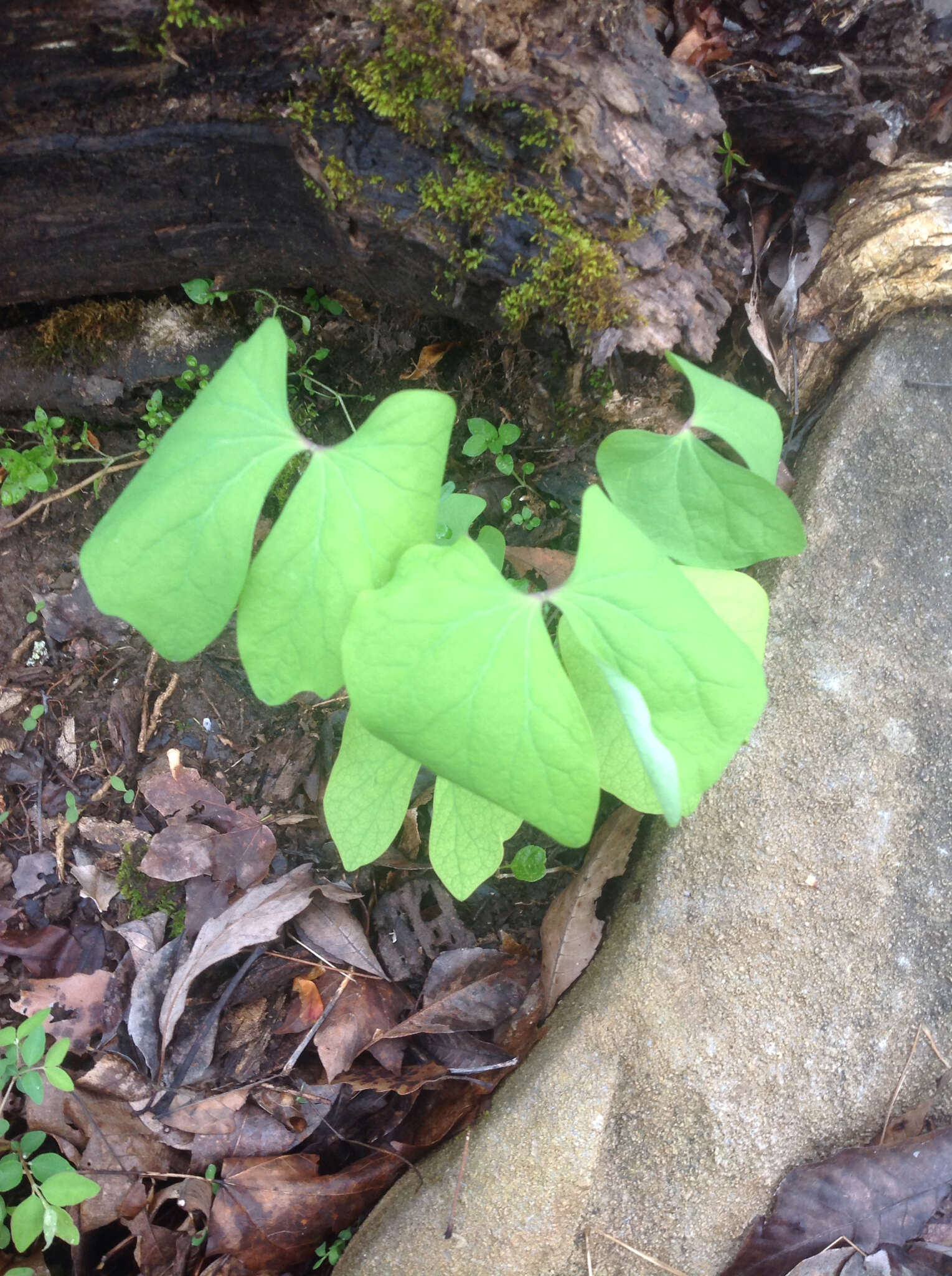 Image of jeffersonia