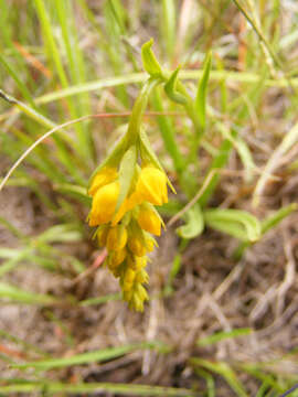 Image of Schizochilus cecilii subsp. culveri (Schltr.) H. P. Linder