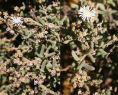 Image of Delosperma subincanum (Haw.) Schwant.