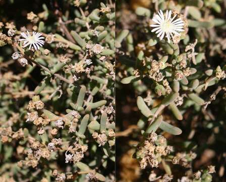 صورة Delosperma subincanum (Haw.) Schwant.