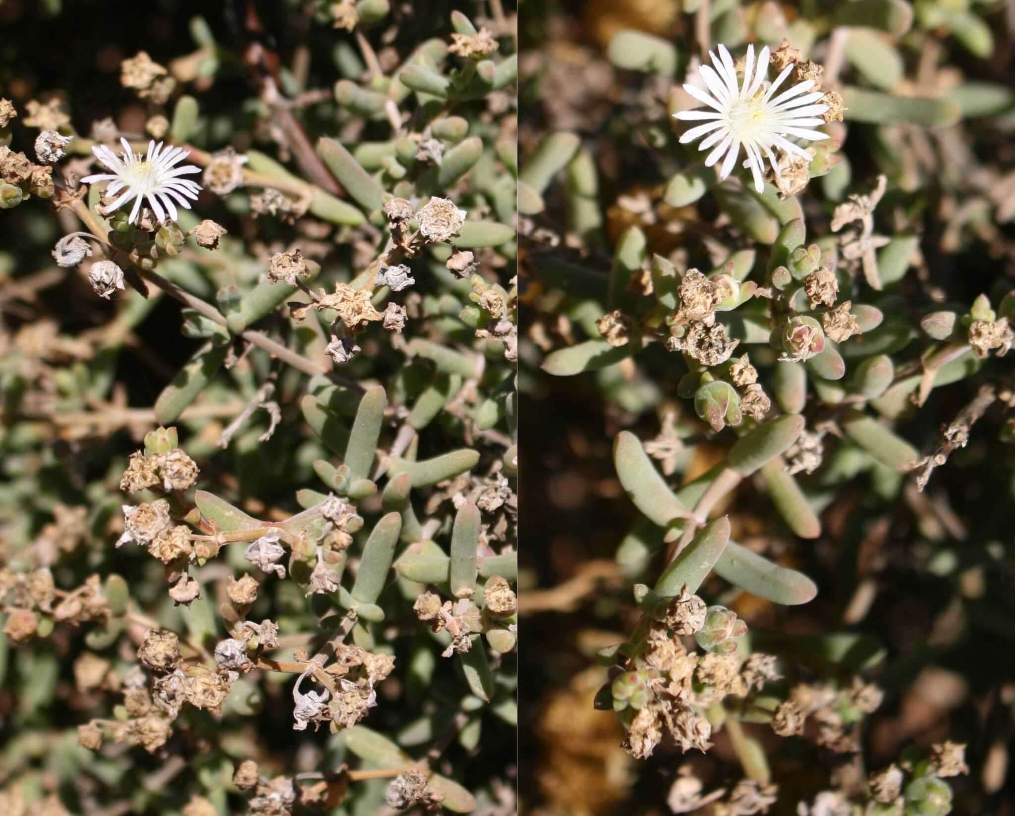 Image of Delosperma subincanum (Haw.) Schwant.