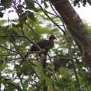 Image of Little Chachalaca