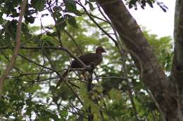 Ortalis motmot (Linnaeus 1766) resmi