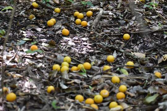 Image of Anisocapparis Cornejo & Iltis 2008