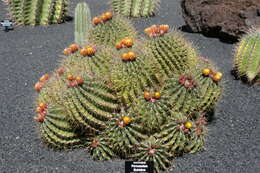 Image of Emory's barrel cactus