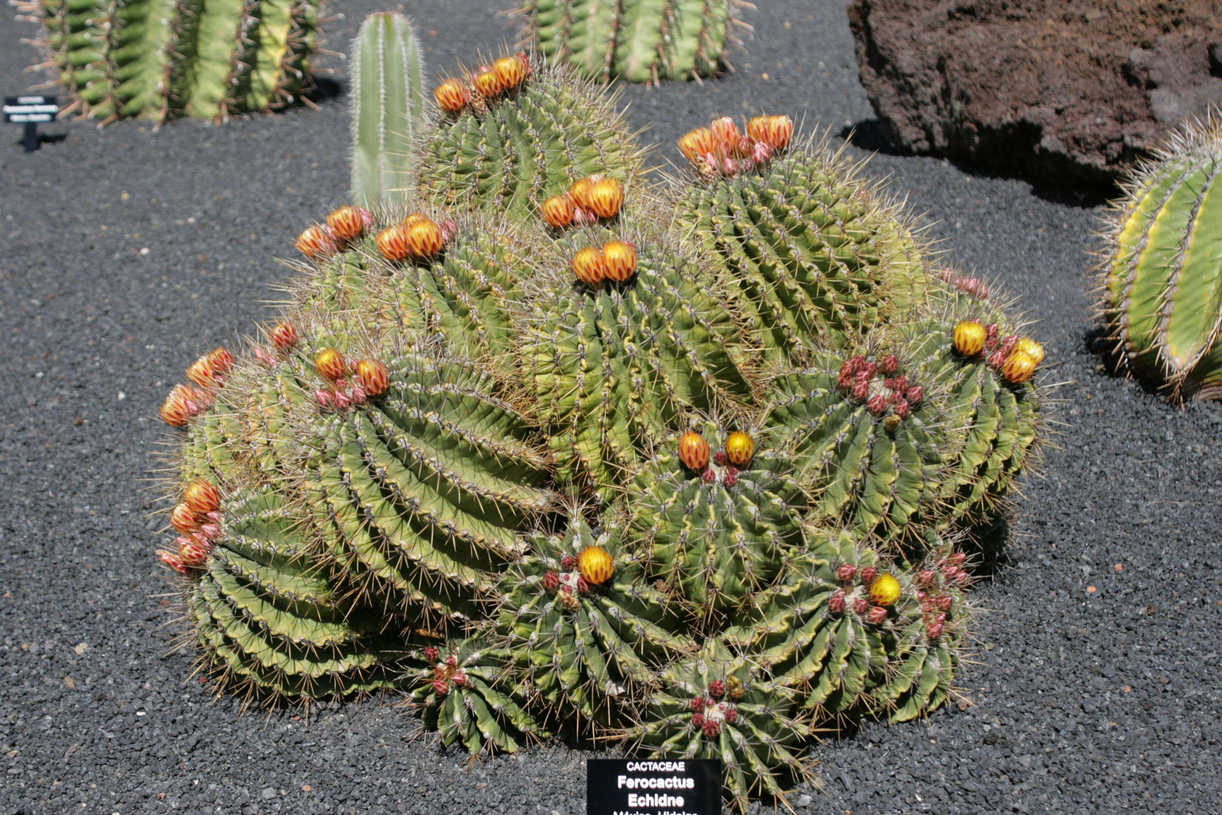 Image of Emory's barrel cactus