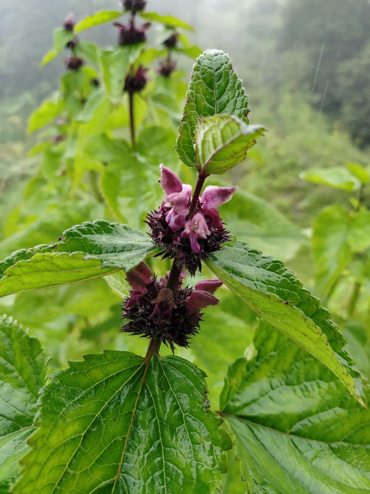 Image of Phlomoides macrophylla (Benth.) Kamelin & Makhm.