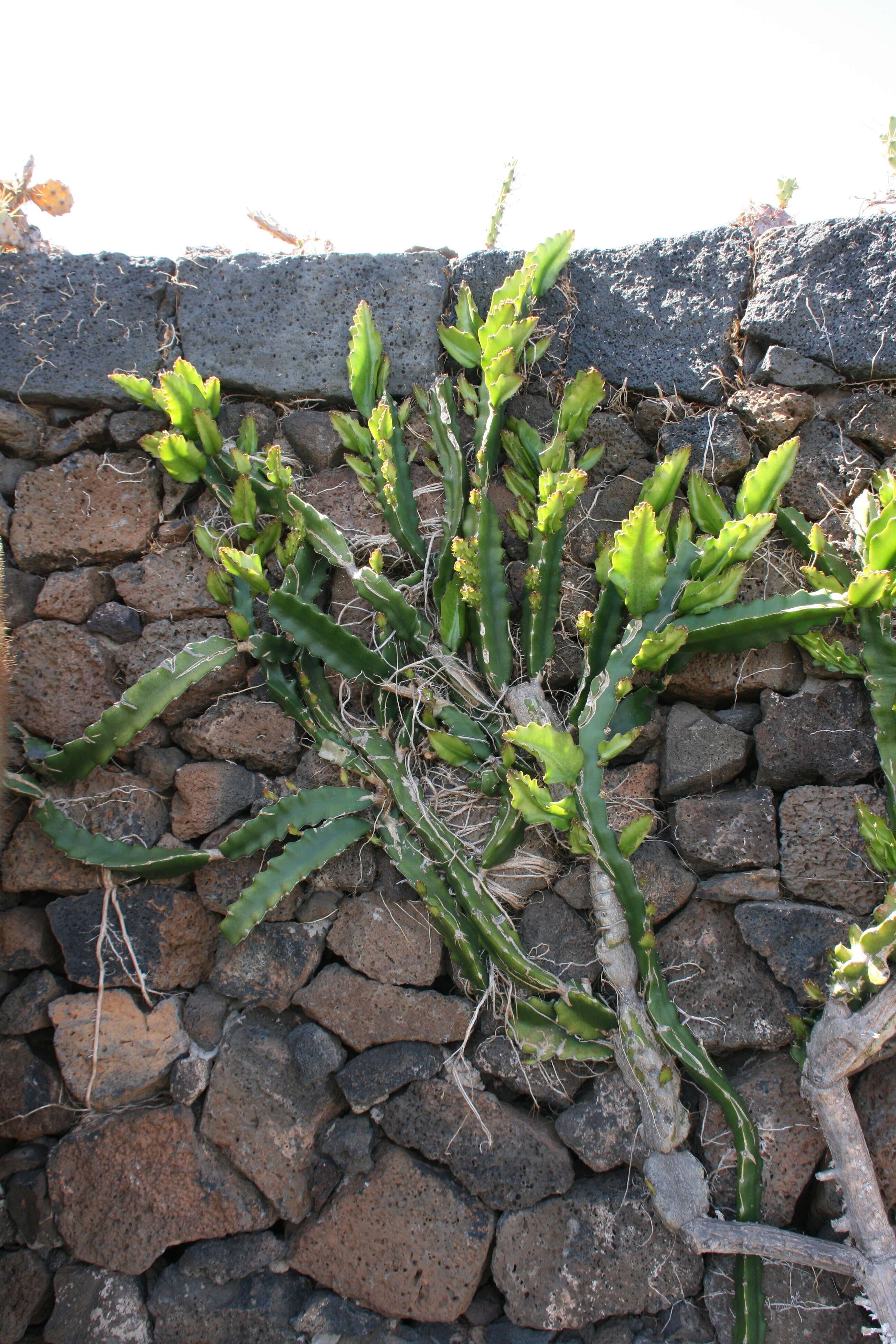 Image of Selenicereus undatus (Haw.) D. R. Hunt