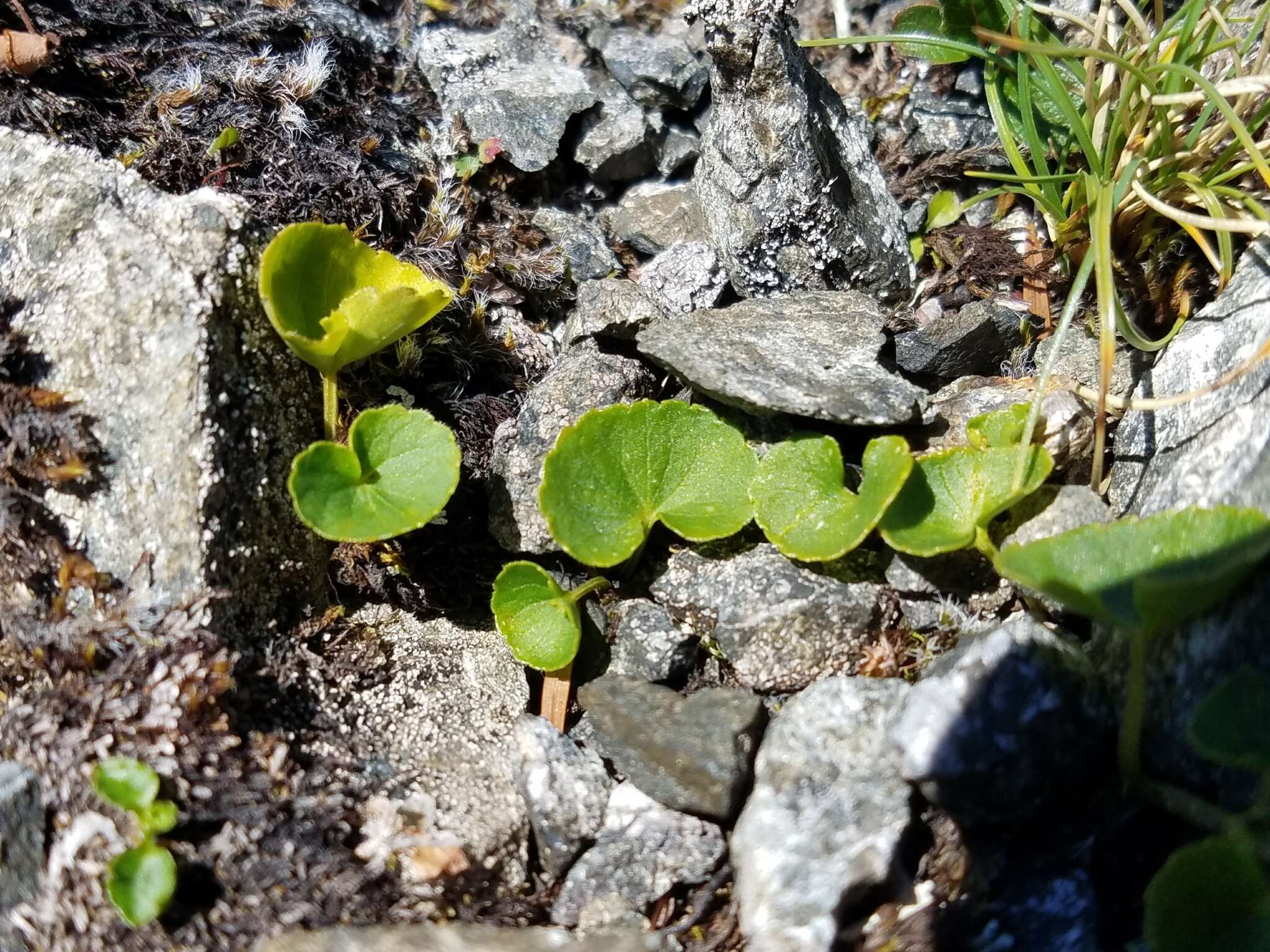 Image of arctic yellow violet