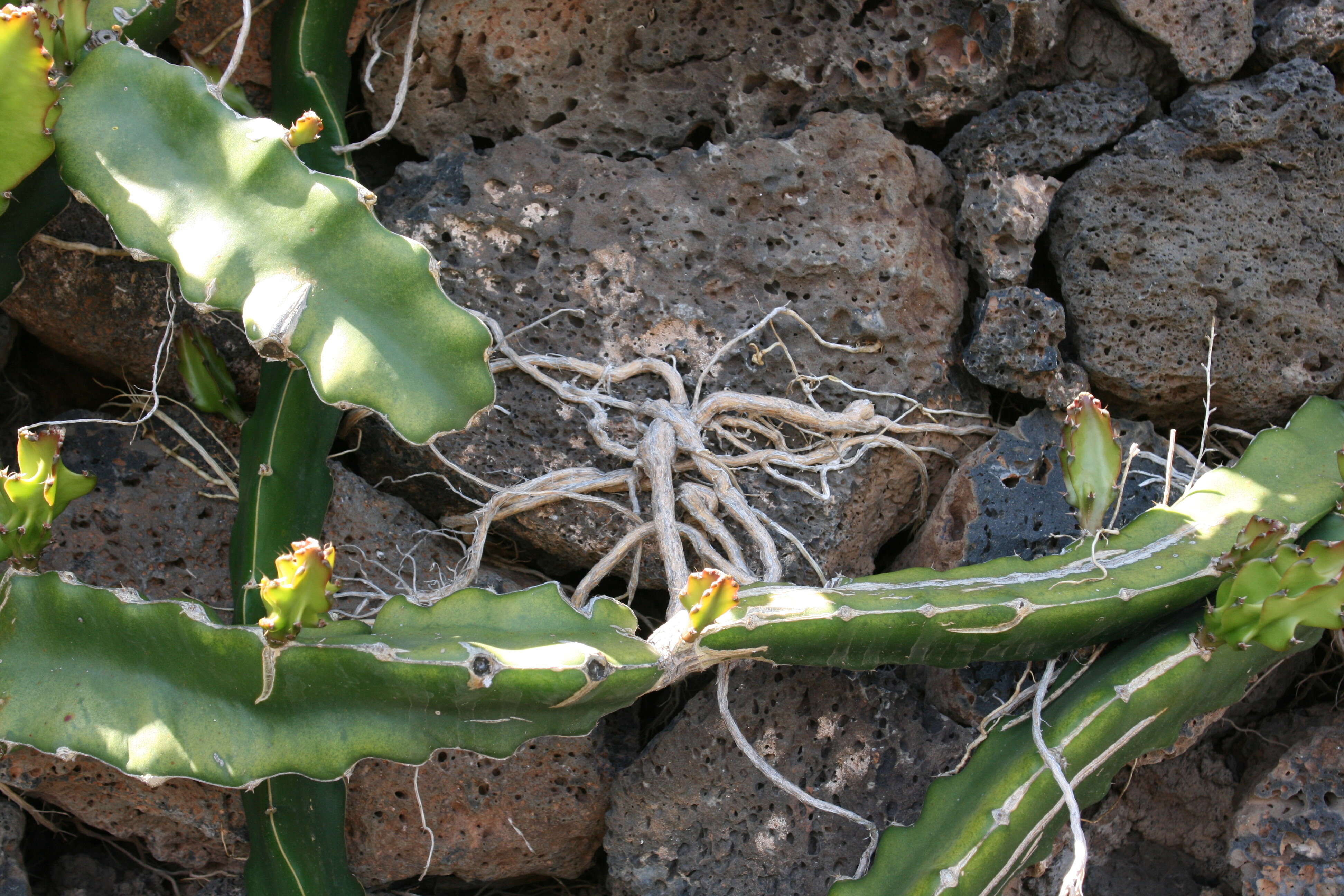 Image of Selenicereus undatus (Haw.) D. R. Hunt