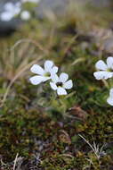 Image of Ourisia glandulosa Hook. fil.