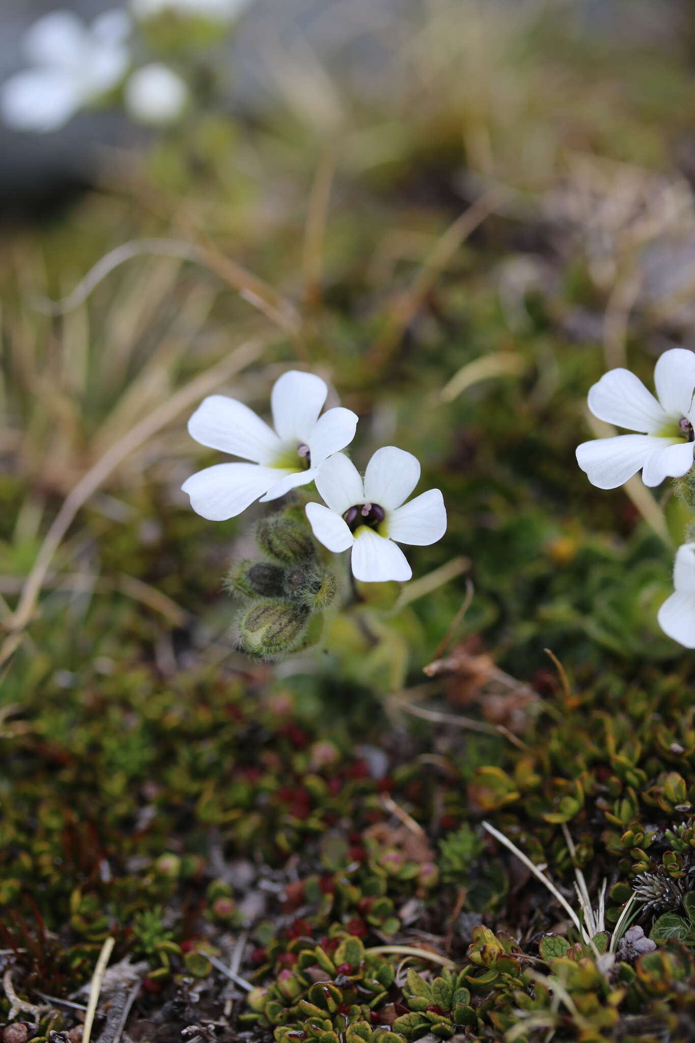 Image of Ourisia glandulosa Hook. fil.