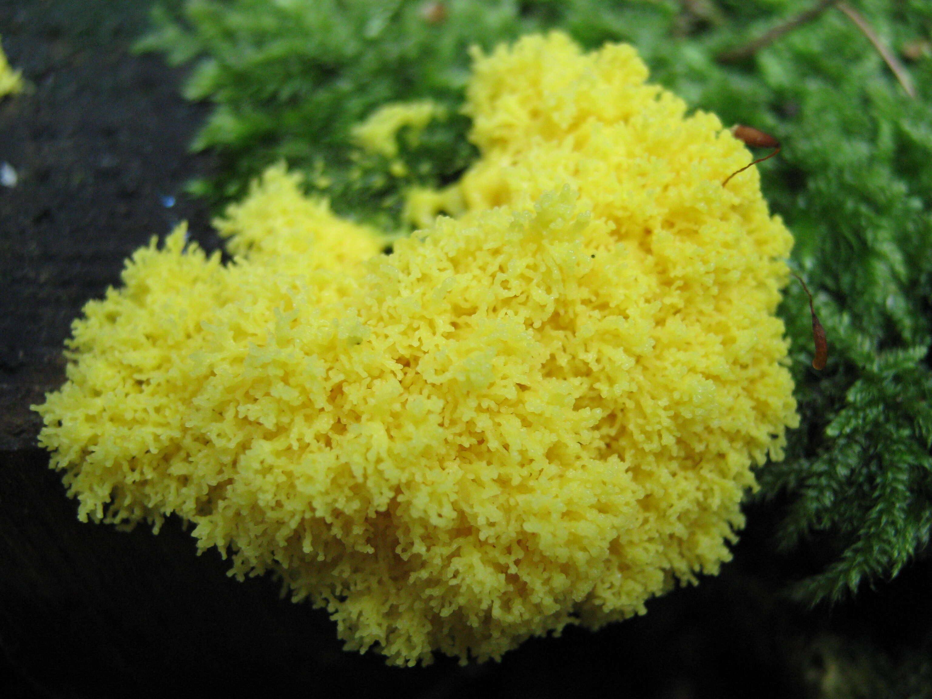 Image of Dog vomit slime mold