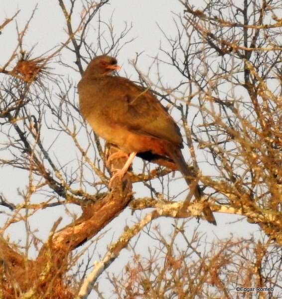 Image of Chaco Chachalaca