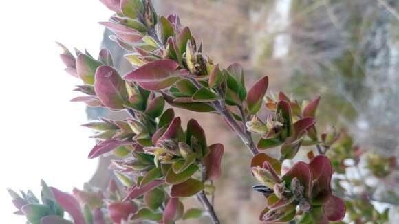 Image of Hypoestes isalensis Benoist