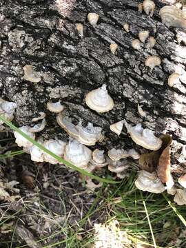 Image of False turkeytail