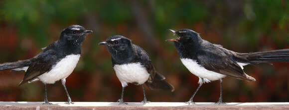 Image of Willie Wagtail