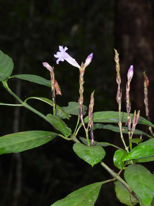 Strobilanthes longespicatus Hayata resmi