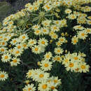 Image of Argyranthemum maderense (D. Don) C. J. Humphries