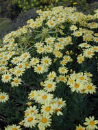 Image of Argyranthemum maderense (D. Don) C. J. Humphries