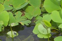 صورة Lysapsus bolivianus Gallardo 1961