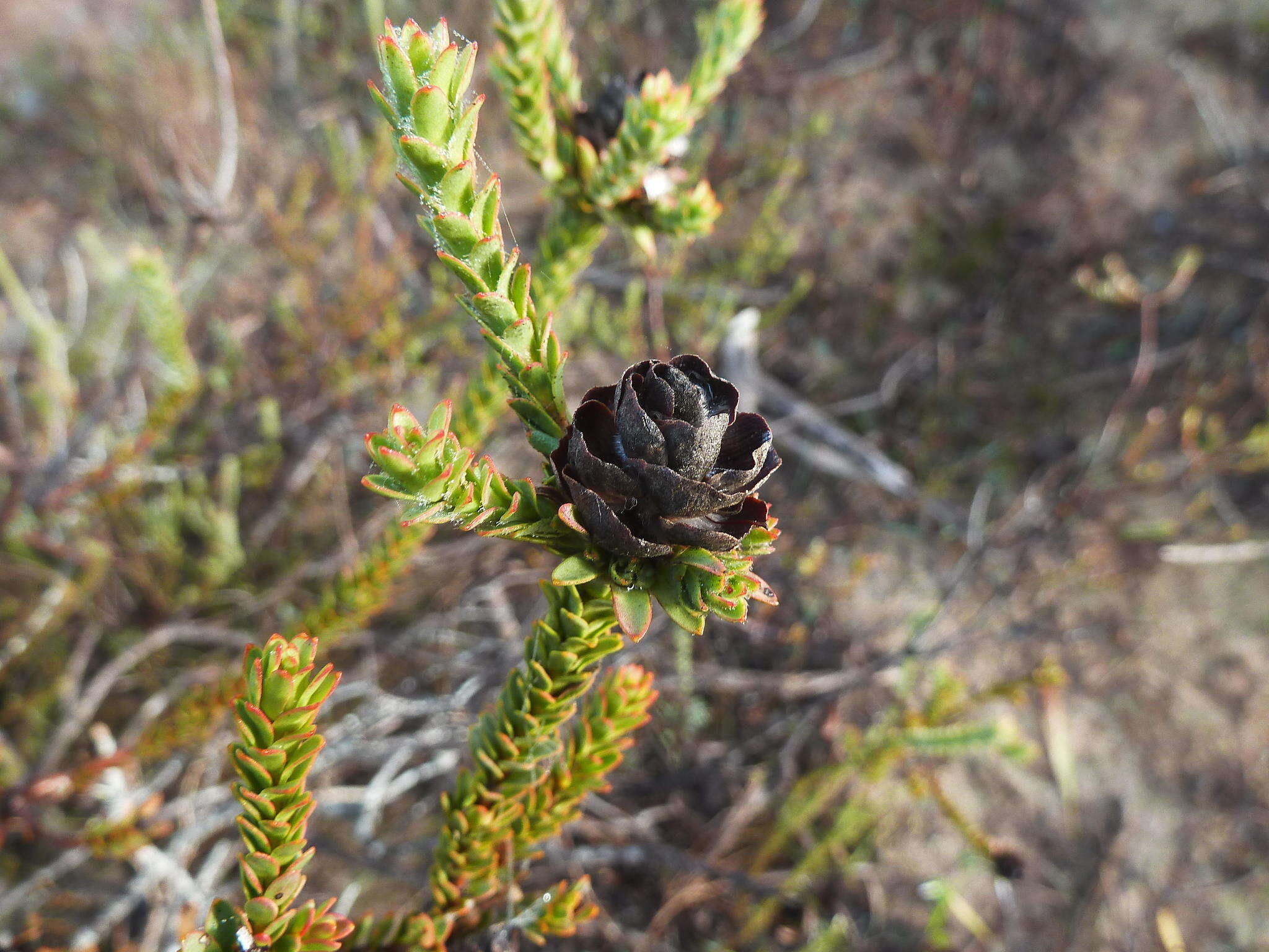 Image of Leucadendron thymifolium (Salisb. ex Knight) I. J. M. Williams